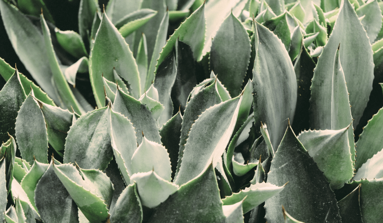 Astuce TBL : l'aloe vera
