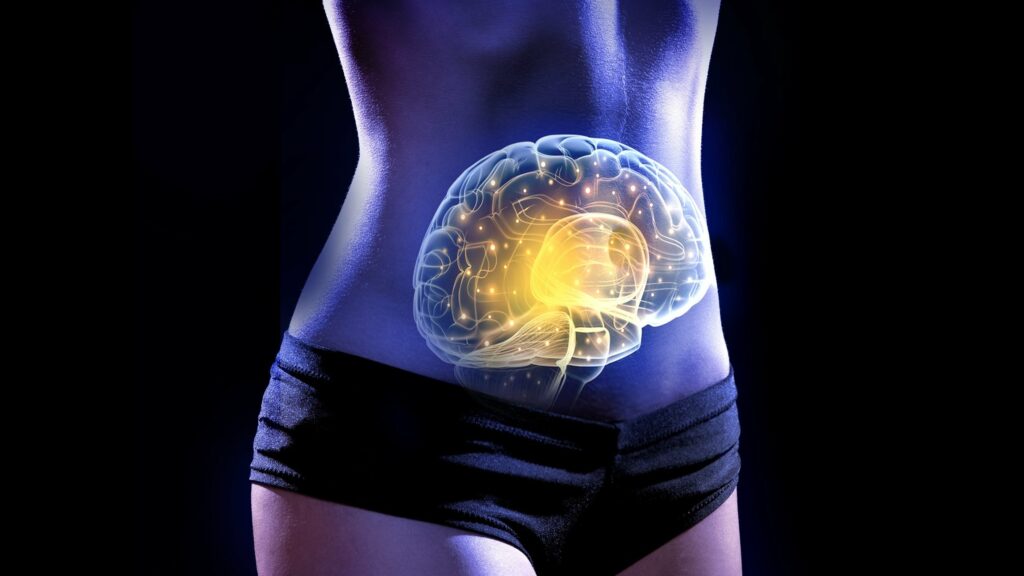 Visuel du documentaire The Gut our second brain Droits Claire Denjean